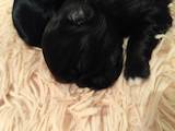Собаки, щенята Пекінес, ціна 1500 Грн., Фото