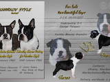 Собаки, щенята Бостонтерьер, ціна 43000 Грн., Фото
