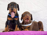 Собаки, щенята Доберман, ціна 10000 Грн., Фото