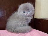 Кошки, котята Хайленд Фолд, цена 1200 Грн., Фото