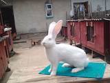 Тваринництво,  Сільгосп тварини Кролики, Нутрії, ціна 600 Грн., Фото