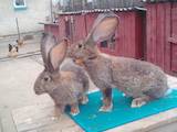 Животноводство,  Сельхоз животные Кролики, Нутрии, цена 600 Грн., Фото