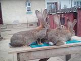 Животноводство,  Сельхоз животные Кролики, Нутрии, цена 600 Грн., Фото