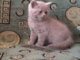 Кішки, кошенята Шотландська короткошерста, ціна 800 Грн., Фото