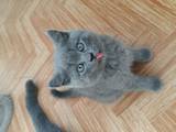 Кошки, котята Британская длинношёрстная, цена 400 Грн., Фото