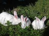 Тваринництво,  Сільгосп тварини Кролики, Нутрії, ціна 100 Грн., Фото
