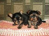 Собаки, щенки Йоркширский терьер, цена 6700 Грн., Фото