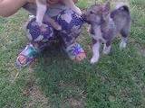 Собаки, щенки Восточно-Сибирская лайка, цена 600 Грн., Фото