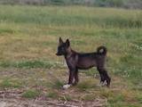 Собаки, щенята Східно-сибірська лайка, ціна 4500 Грн., Фото