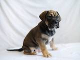 Собаки, щенята Мальоркскій бульдог (Ка Де Бо), ціна 8000 Грн., Фото