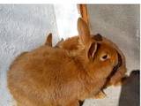 Животноводство Кролиководство, цена 90 Грн., Фото