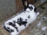 Животноводство Кролиководство, цена 90 Грн., Фото