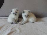 Кішки, кошенята Колор-пойнт короткошерстий, ціна 2500 Грн., Фото
