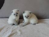 Кішки, кошенята Колор-пойнт короткошерстий, ціна 2500 Грн., Фото