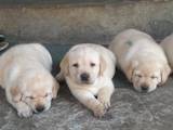 Собаки, щенки Лабрадор ретривер, цена 7800 Грн., Фото