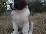 Собаки, щенки Московская сторожевая, цена 6000 Грн., Фото