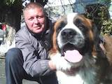 Собаки, щенки Московская сторожевая, цена 6000 Грн., Фото