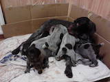 Собаки, щенки Дирхаунд, цена 3500 Грн., Фото