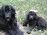 Собаки, щенки Ньюфаундленд, цена 4200 Грн., Фото