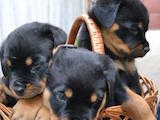 Собаки, щенки Ротвейлер, цена 5500 Грн., Фото