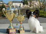 Собаки, щенята Папільон, ціна 30000 Грн., Фото