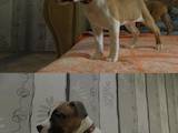 Собаки, щенята Американський стаффордширський тер'єр, ціна 2500 Грн., Фото