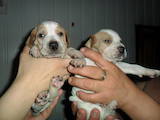 Собаки, щенки Английский пойнтер, цена 2500 Грн., Фото
