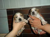 Собаки, щенята Англійський пойнтер, ціна 2500 Грн., Фото