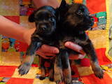 Собаки, щенки Русский длинношерстный тойтерьер, цена 4500 Грн., Фото