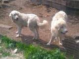 Собаки, щенки Польская подхаланская овчарка, цена 3700 Грн., Фото