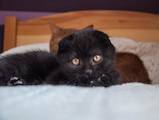 Кошки, котята Шотландская короткошерстная, цена 5200 Грн., Фото