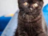 Кошки, котята Шотландская короткошерстная, цена 5200 Грн., Фото
