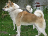 Собаки, щенята Західно-Сибірська лайка, ціна 2700 Грн., Фото