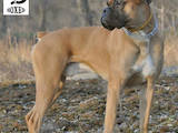 Собаки, щенята Боксер, ціна 1500 Грн., Фото