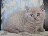 Кішки, кошенята Британська короткошерста, ціна 3000 Грн., Фото