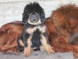 Собаки, щенки Тибетский мастиф, цена 5000 Грн., Фото