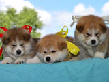 Собаки, щенята Акіта-іну, ціна 16000 Грн., Фото