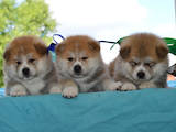 Собаки, щенки Акита-ину, цена 16000 Грн., Фото