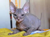 Кошки, котята Донской сфинкс, цена 13000 Грн., Фото