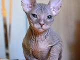 Кішки, кошенята Донський сфінкс, ціна 13000 Грн., Фото