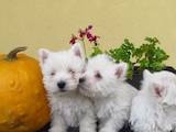 Собаки, щенки Вестхайленд уайт терьер, цена 4500 Грн., Фото
