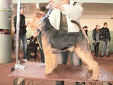Собаки, щенята Вельштер'єр, ціна 15000 Грн., Фото