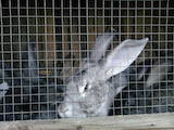 Тваринництво Кролівництво, ціна 100 Грн., Фото