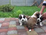 Собаки, щенки Московская сторожевая, цена 5000 Грн., Фото