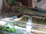 Рыбки, аквариумы Аквариумы и оборудование, цена 3000 Грн., Фото