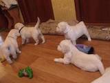 Собаки, щенки Золотистый ретривер, цена 9500 Грн., Фото