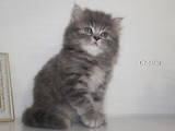 Кошки, котята Британская длинношёрстная, цена 3500 Грн., Фото