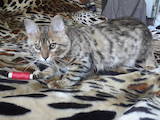 Кошки, котята Бенгальская, цена 7000 Грн., Фото