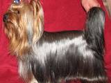 Собаки, щенята Йоркширський тер'єр, ціна 15000 Грн., Фото