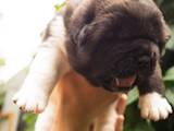 Собаки, щенята Американський акіта, ціна 20000 Грн., Фото
